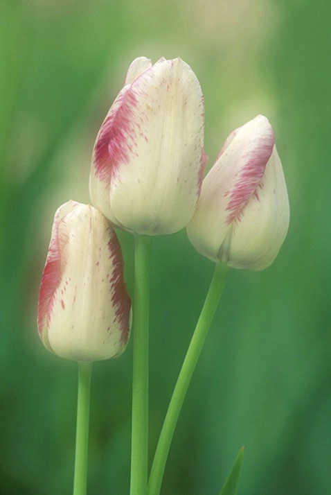 3 Tulips - ID: 3555991 © Susan Milestone