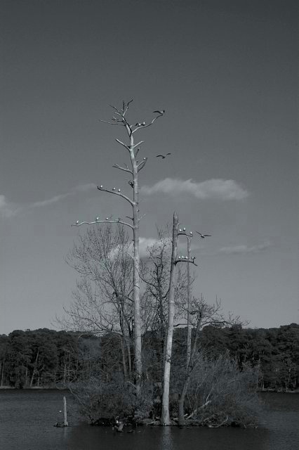 Seagull Tree