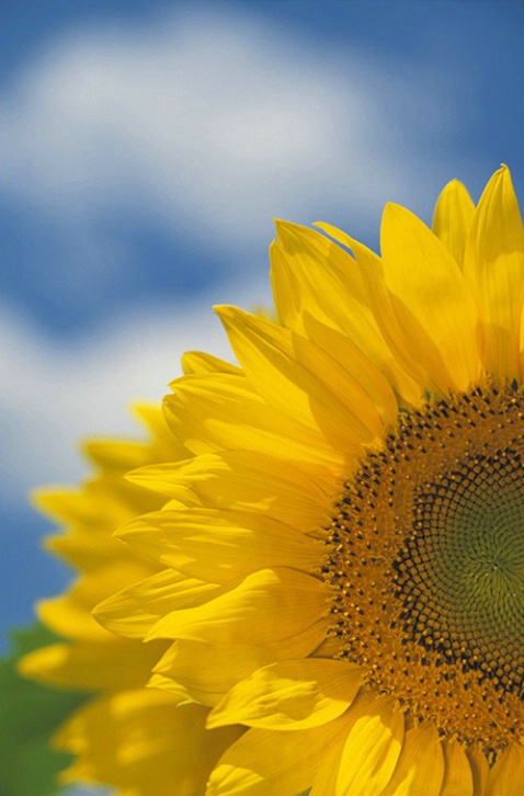 Sunflowers - ID: 3556113 © Susan Milestone