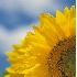 © Susan Milestone PhotoID# 3556113: Sunflowers