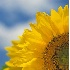 © Susan Milestone PhotoID# 3556113: Sunflowers