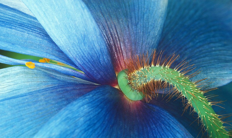Back of Blue Poppy 1 - ID: 3556332 © Susan Milestone