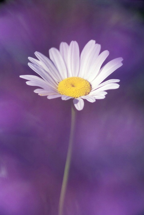 Daisy thru Purple Lupine - ID: 3556336 © Susan Milestone