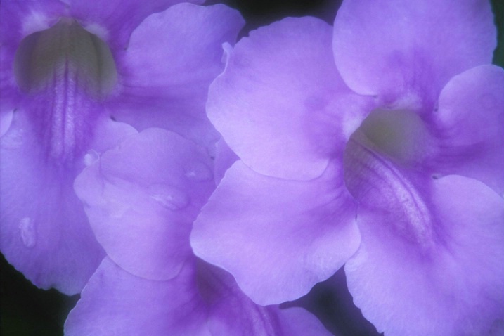 Purple Flowers - ID: 3556339 © Susan Milestone