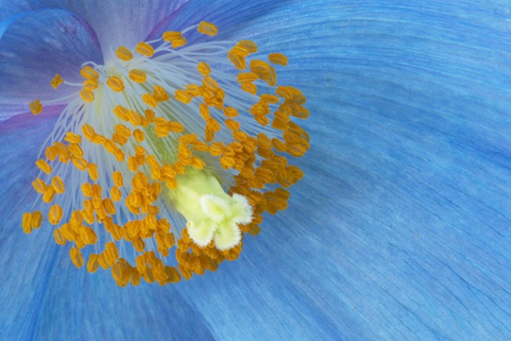 Blue Poppy 4527 - ID: 3556482 © Susan Milestone