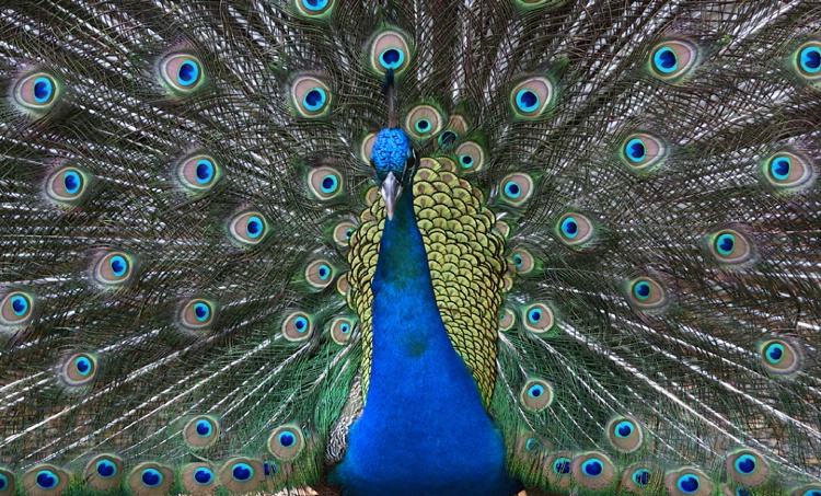 Peacock in Florida