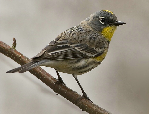 Yellow-Rumped Warbler - ID: 3556784 © John Tubbs