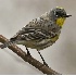 2Yellow-Rumped Warbler - ID: 3556784 © John Tubbs