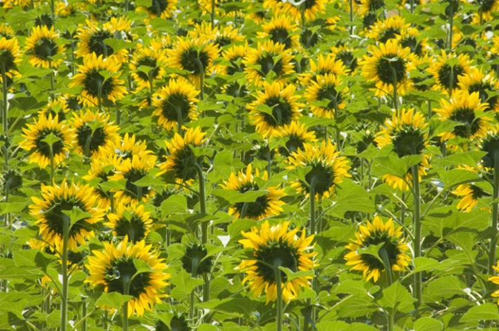 Sun Flowers, Provence of le Marche, Italy - ID: 3556884 © Larry J. Citra