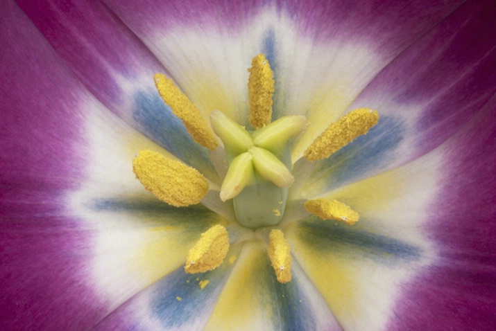 Tulip Center 4762 - ID: 3557125 © Susan Milestone