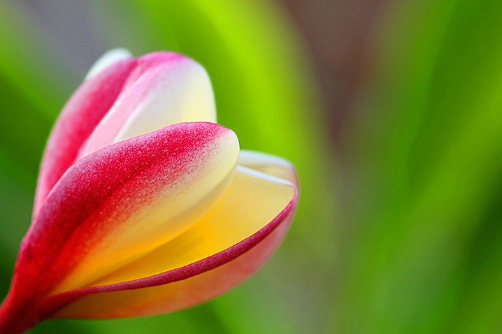 Plumeria Blossom - ID: 3557828 © Janine Russell