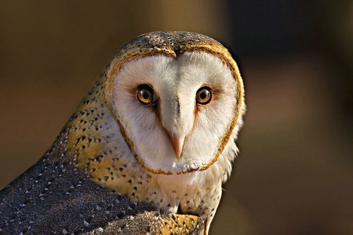 Barn Owl Beauty