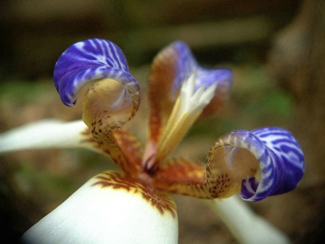 Fleur-de-lis - ID: 3560572 © Ekaterina Spring