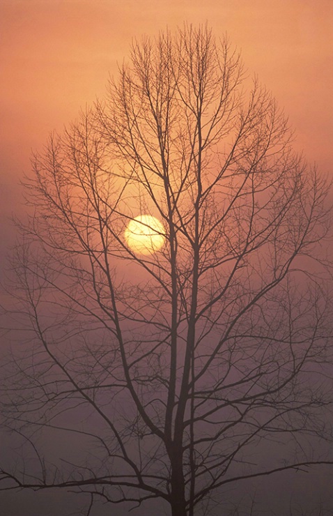 Cades Cove Tree Sunrise - ID: 3560940 © Susan Milestone