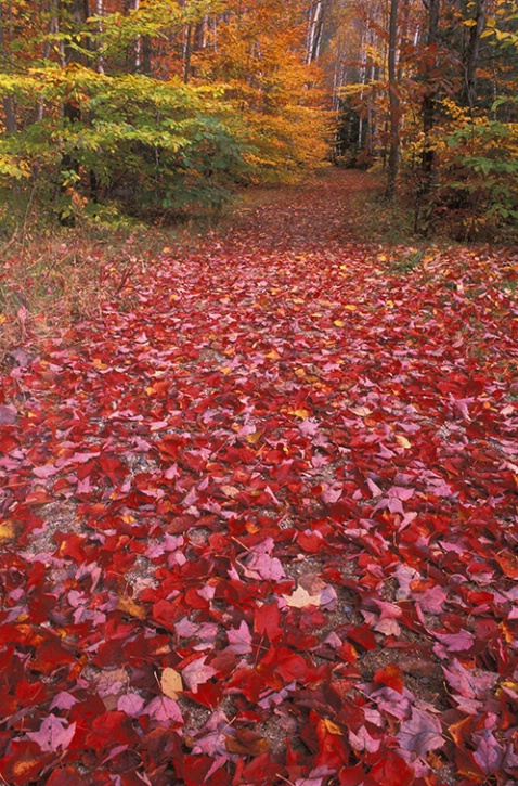 Fall Pathway - ID: 3561132 © Susan Milestone