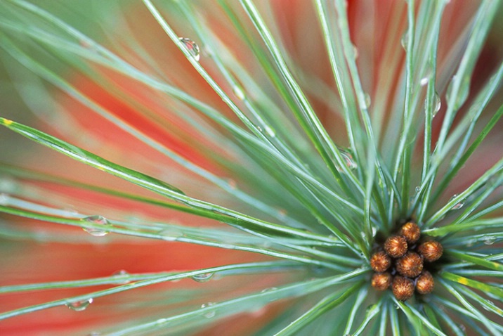 Pine Bud in Fall - ID: 3561133 © Susan Milestone