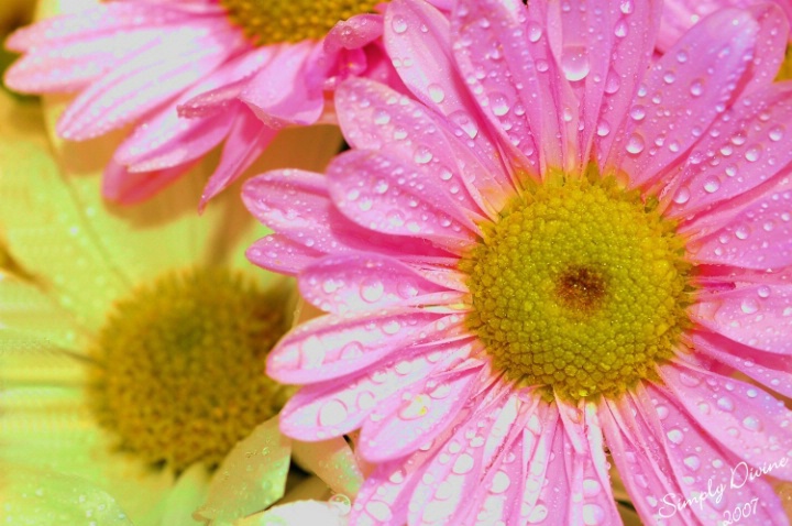 Springing Daisies - ID: 3562677 © Susan M. Reynolds