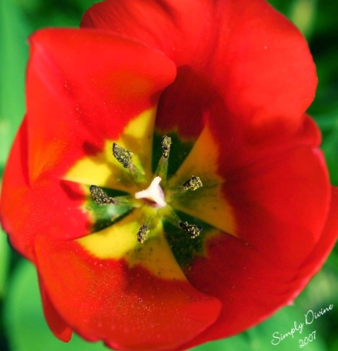 A Red, Red Beauty - ID: 3562679 © Susan M. Reynolds