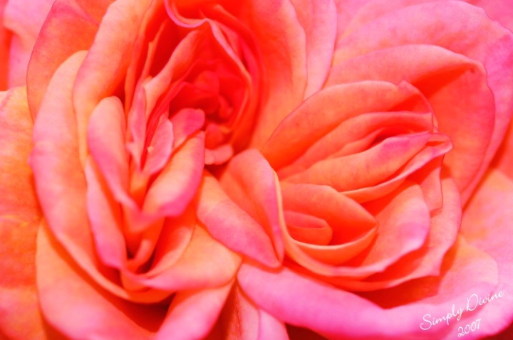 I Love Roses... - ID: 3562680 © Susan M. Reynolds