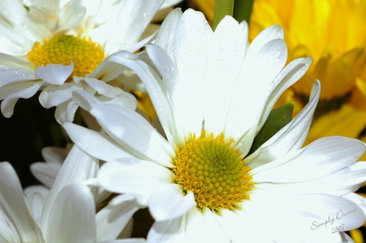 More Daisies From My Friends! - ID: 3562681 © Susan M. Reynolds