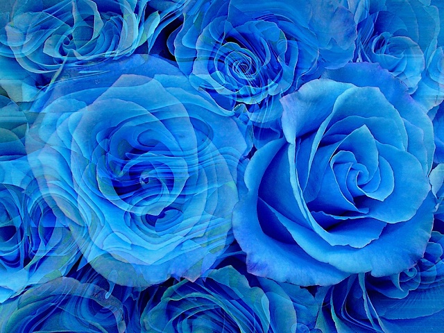 Dreaming blue roses