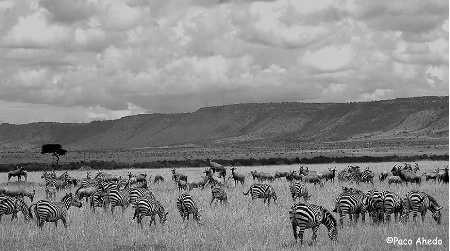 The Mara.