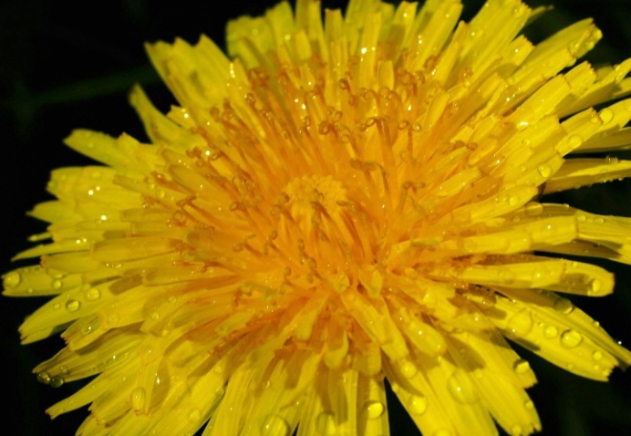 Are Dandelions Really Weeds? - ID: 3564683 © Susan M. Reynolds