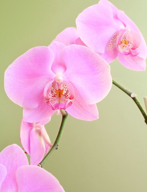 Orchids