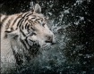 tiger splash