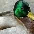 © James W. Betts PhotoID # 3565533: Mallard Head