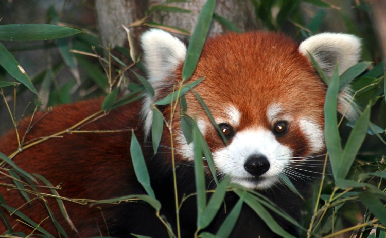 Red Panda Incognito