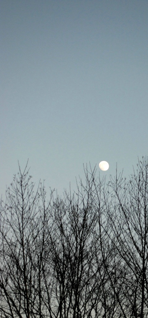 Moon - ID: 3568951 © Ekaterina Spring