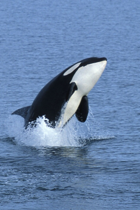 Breaching Orca