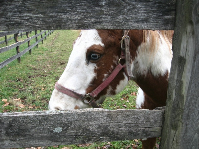 Fence