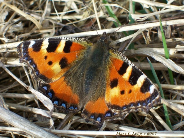 first small tortoiseshell