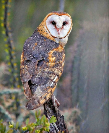 Sonoran Barn Owl