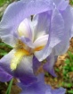 My Beautiful Iris