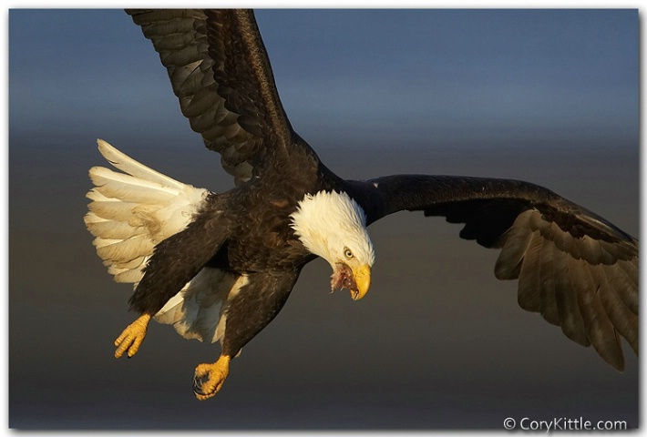 Bald eagle feeding