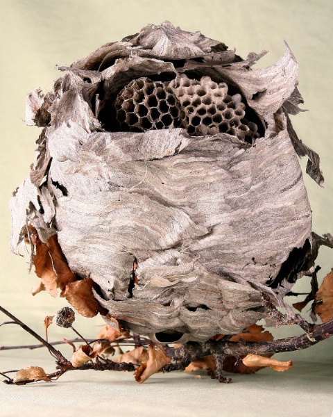 Nest