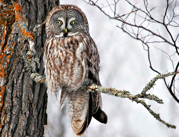 Photography Contest Grand Prize Winner - Those Eyes