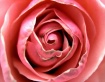 1st Spring Rose