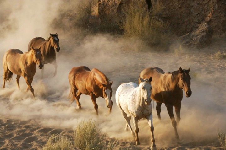 Wild Horses on the Run
