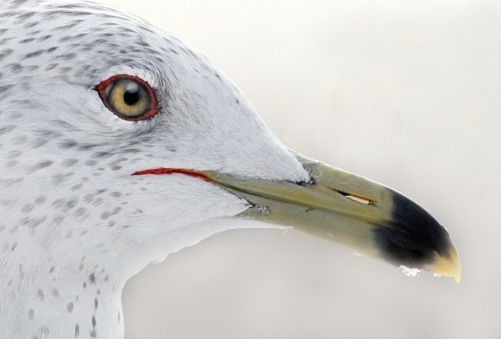 SeaGull Profile