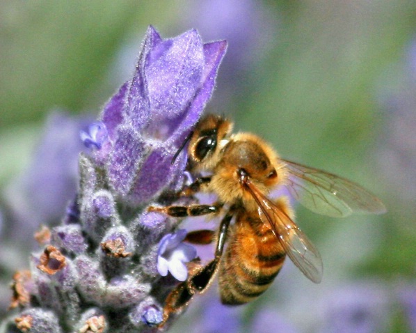 Bee on Lavender - ID: 3574489 © Claudia/Theo Bodmer