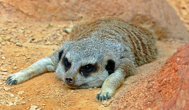 Tired of Digging...Meerkat on Strike!