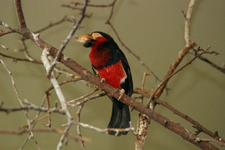 Bearded Barbet