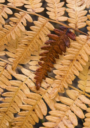 Fern Frond, Yosemite National Park, CA