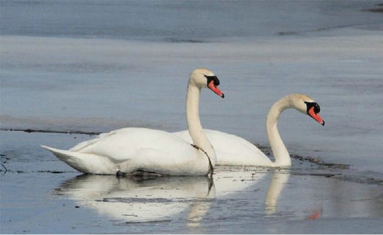 White Swans