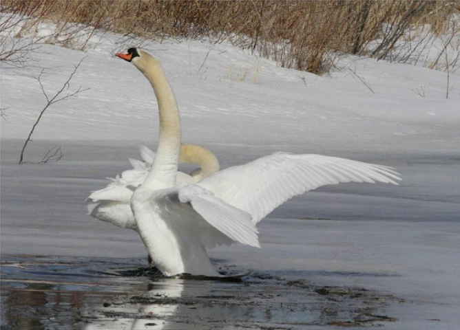White Swan #2