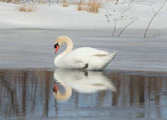 White Swan #1